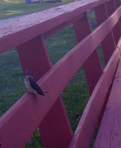 Just-Fledged Swallow